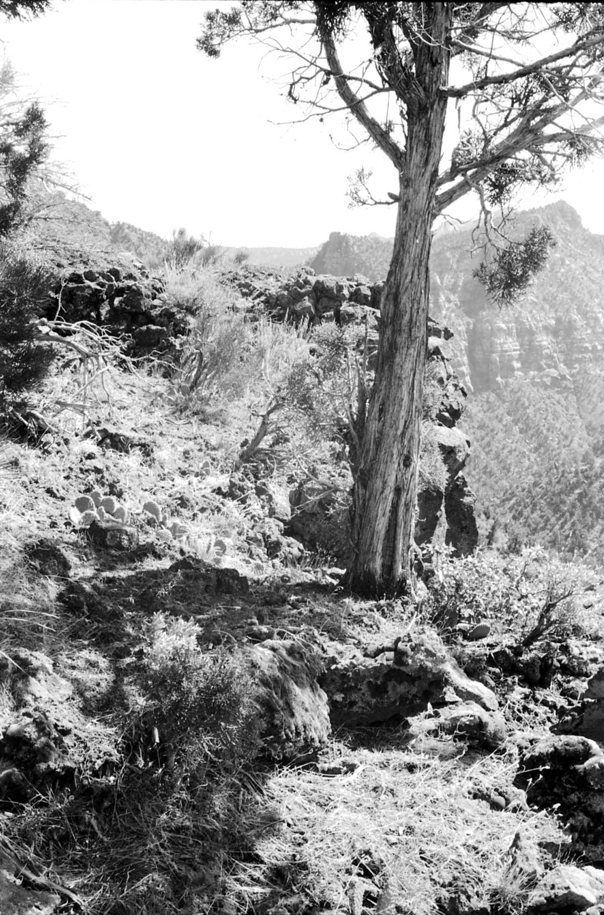 BW photo of the 1937 grazing study 35MM.