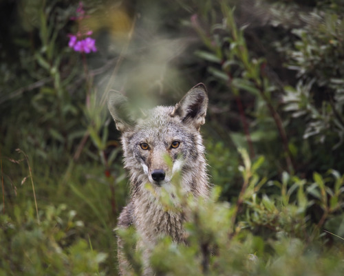 a coyote sitting in tall brush