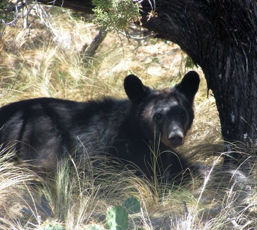 Black Bear on the Pinnacles Trail