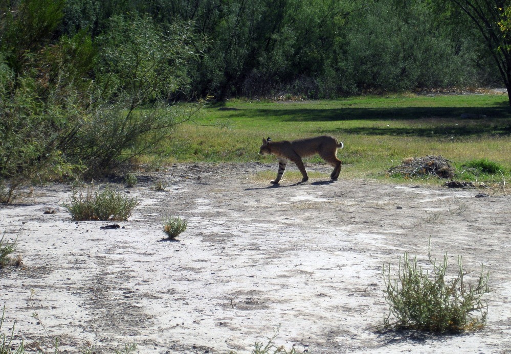Bobcat