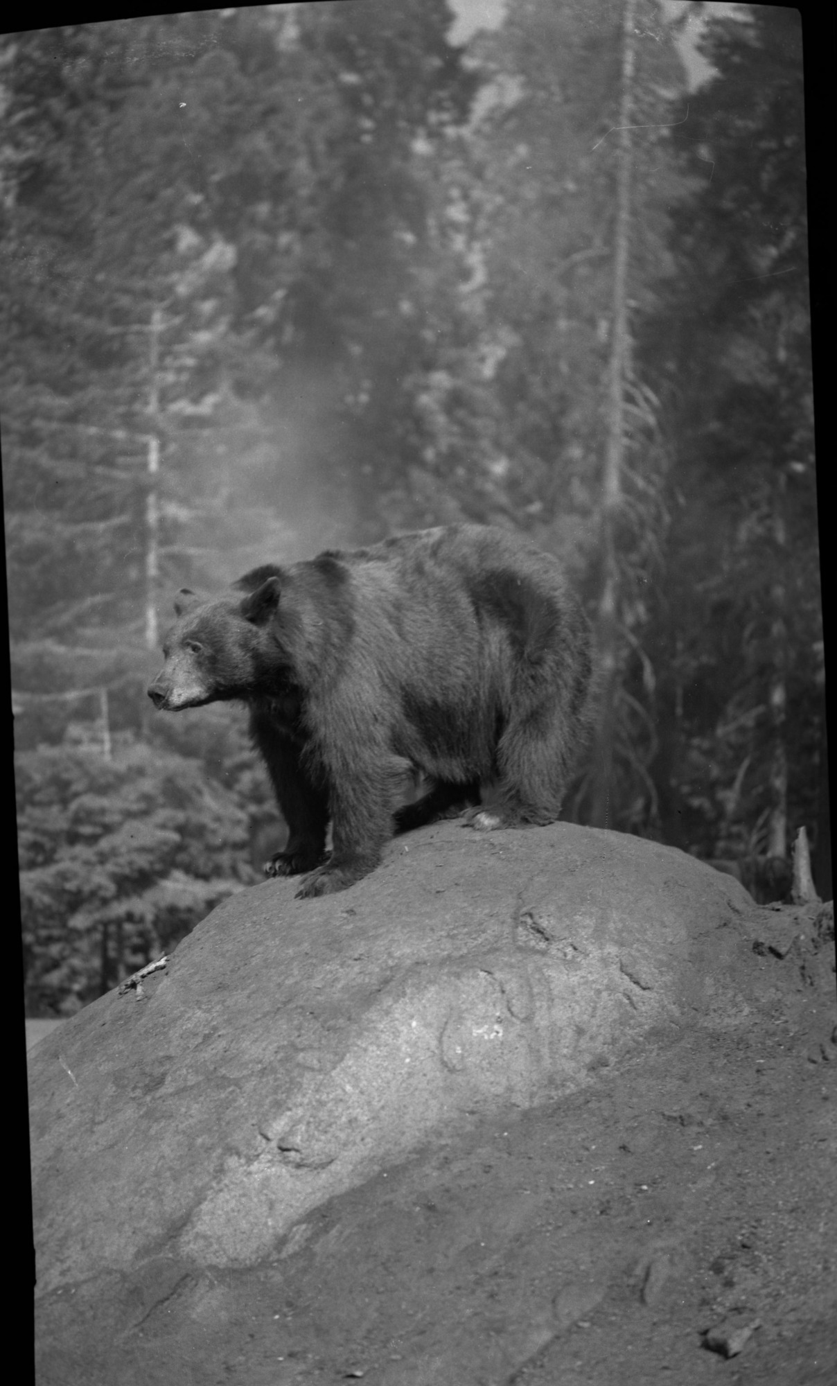 SEKI Roberts Collection Series: 2 Negatives; 3 Fauna