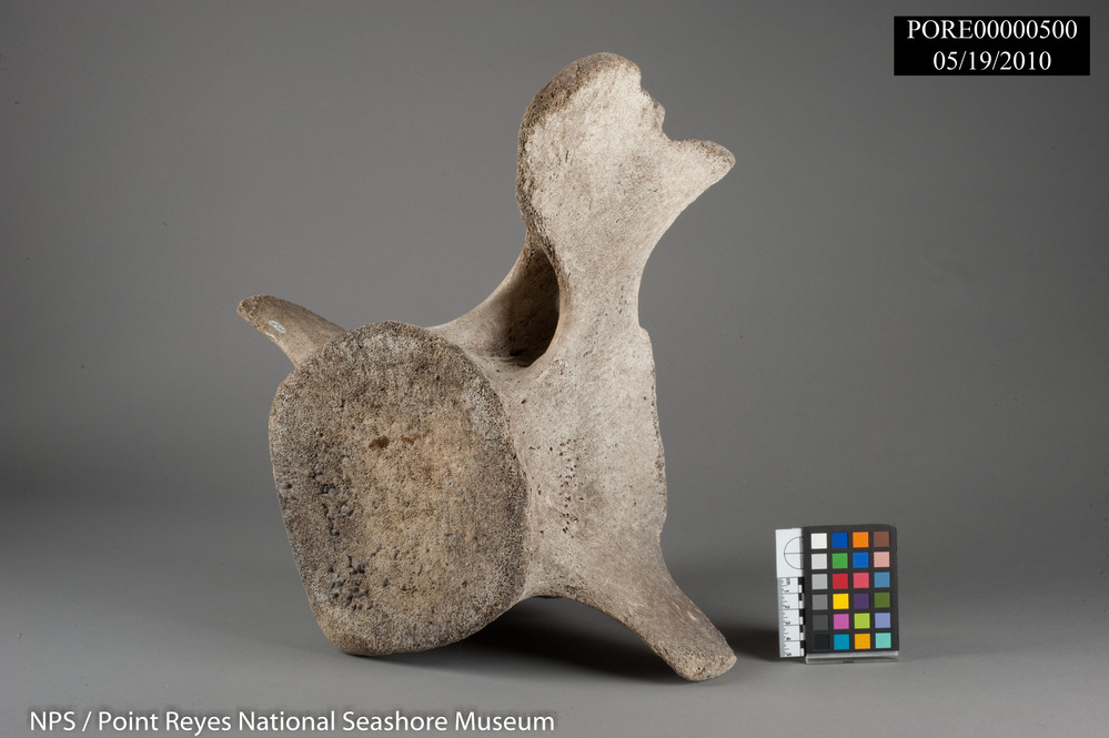 Gray whale vertebra. PORE 500