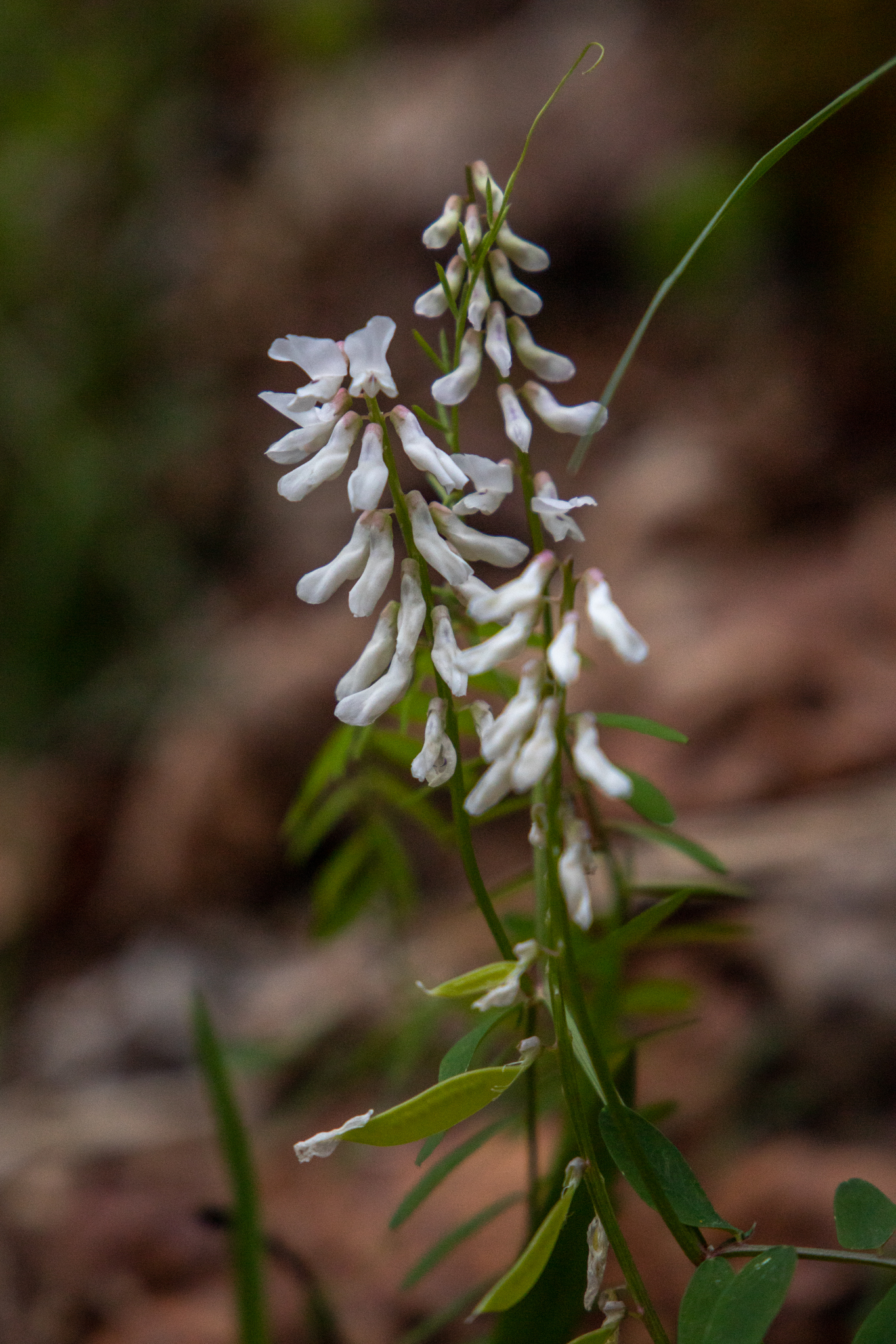 Several green stems covered in small white flowers which resemble tube socks point up toward the sky.