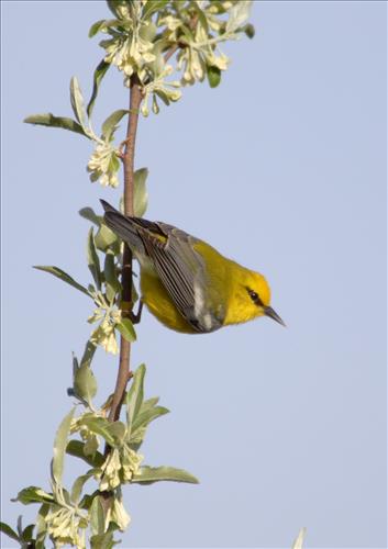 Blue-winged, yellow, yellow-rumped and prothonatory warblers in Cuyahoga Valley National Park