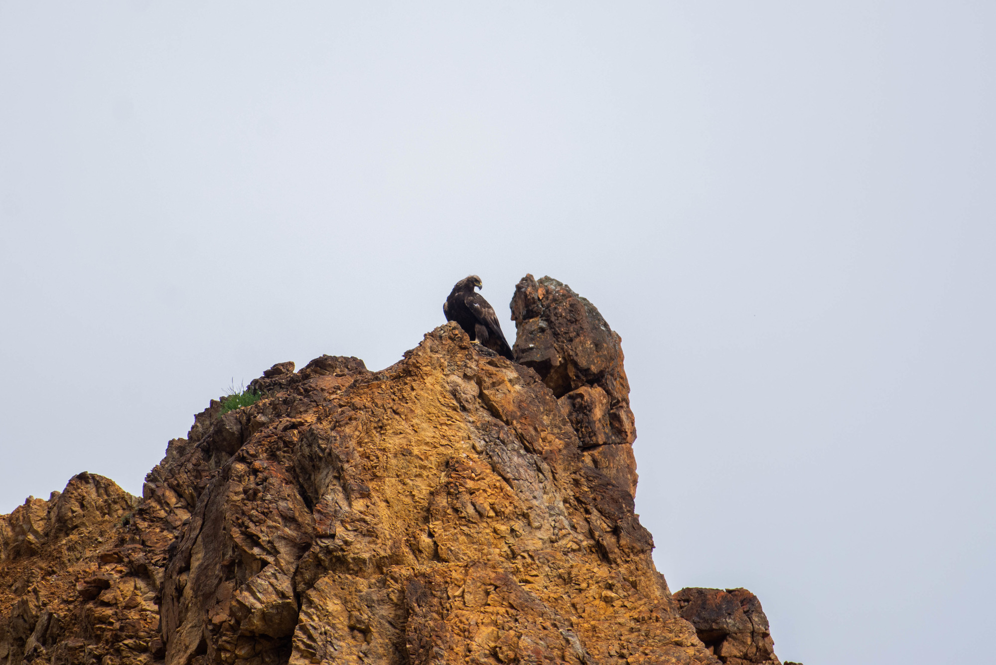 A golden eagle perched atop a rocky outcropping