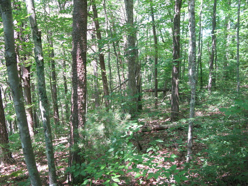 GRSM Accuracy Assessment. Plot Code: GRSM_AA_0792_5