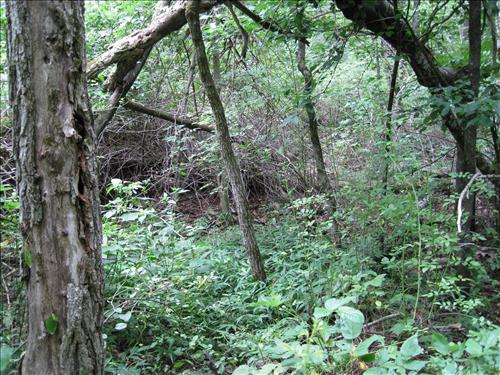 Swift Run wavyleaf basketgrass site before treatment in 2008.