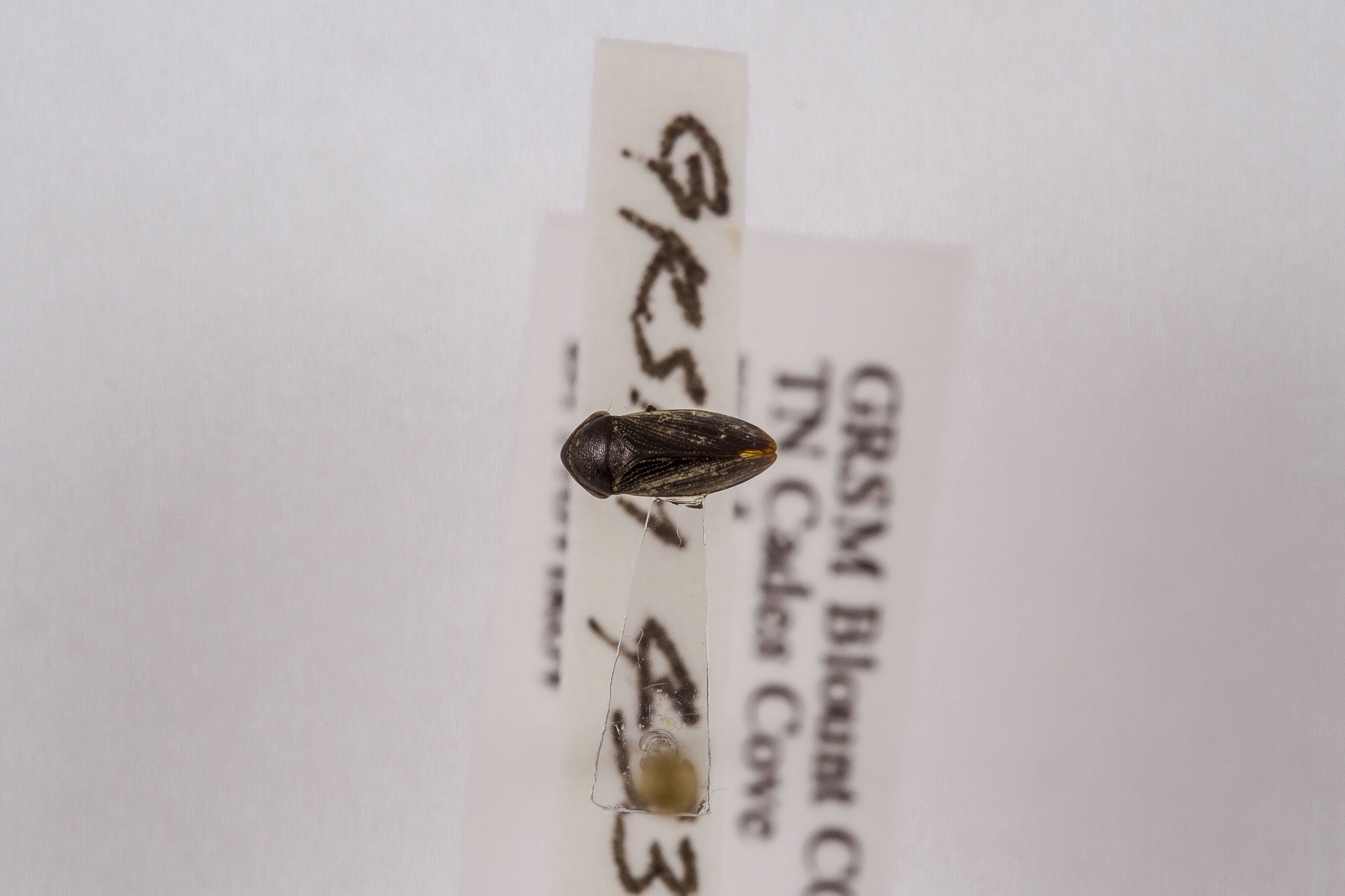 Image of Nionia palmeri, a species of Animalia