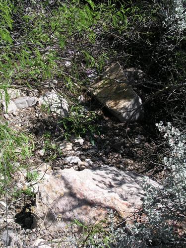 Streptanthus cutleri. Big Bend National Park, Tunnel. March 2004