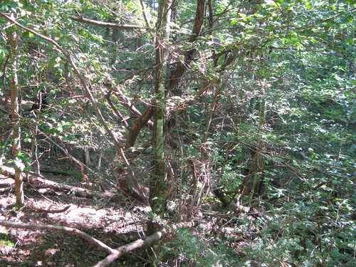 GRSM Accuracy Assessment. Plot Code: GRSM_AA_0500_3