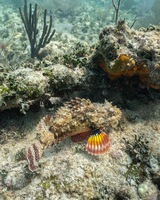 An extremely well camouflaged scorpionfish betrays the presence of bring red and orange stripes behind its pectoral fins. Built for ambush rather than speed, this fish is very difficult to find as it blends in perfectly with its surroundings.