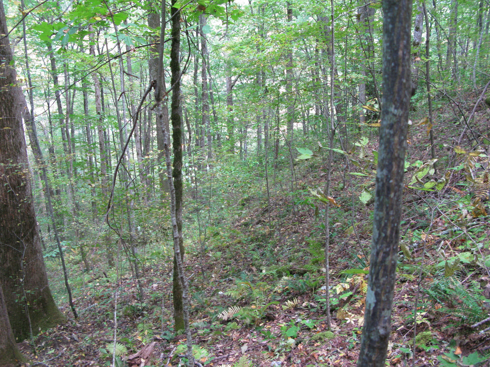 GRSM Accuracy Assessment. Plot Code: GRSM_AA_0210_3