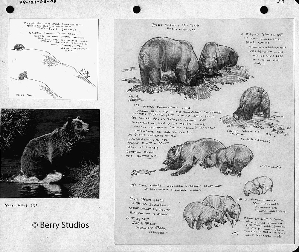 Sketches of bears digging and pursuing both dall sheep and arctic ground squirrels