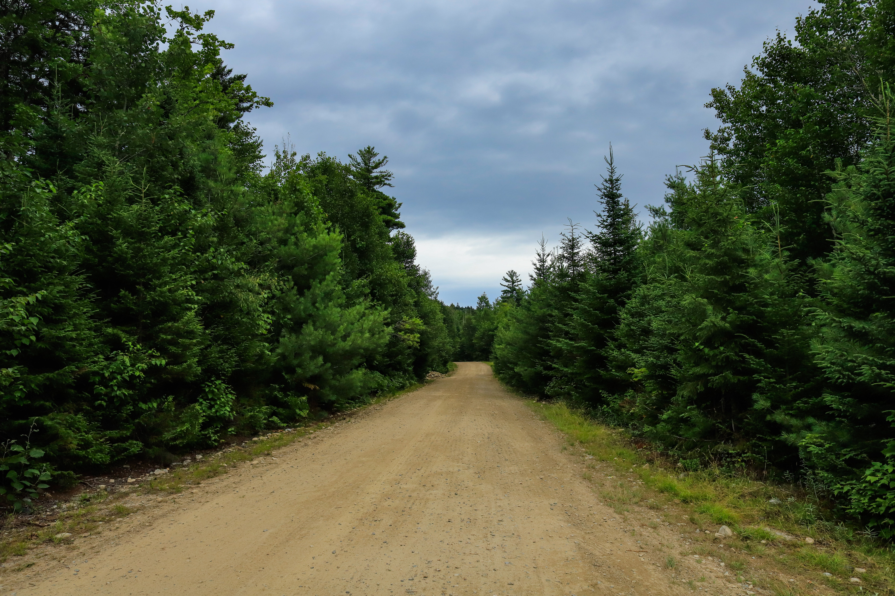 A dirt road disappears into the woods