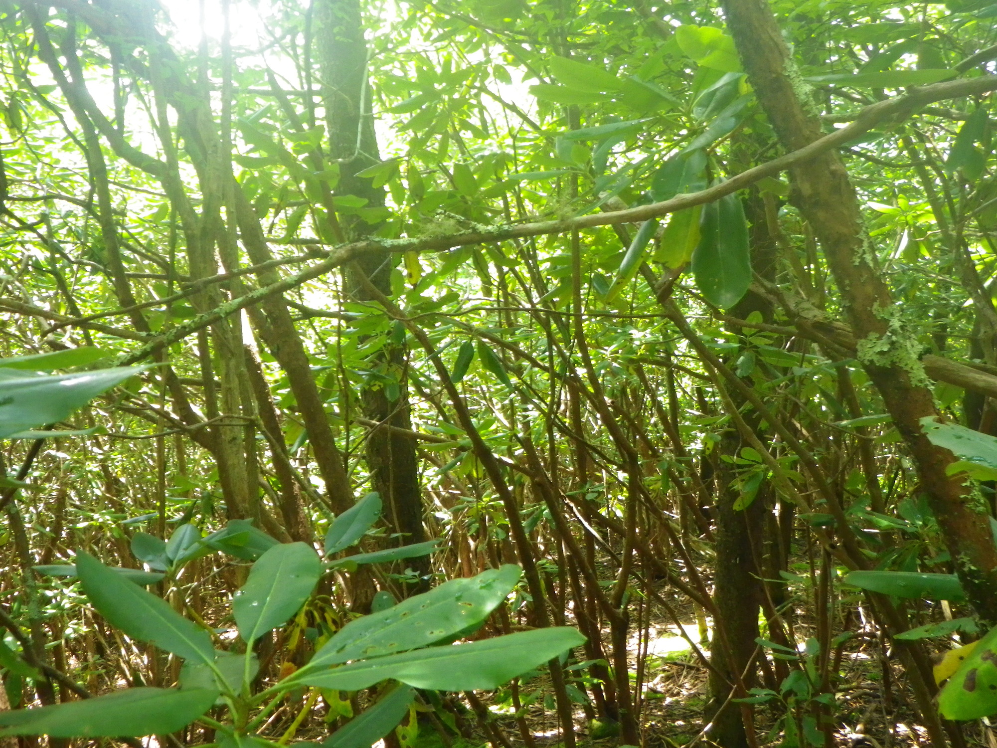 Plot Code: GRSM_AA_0692_4