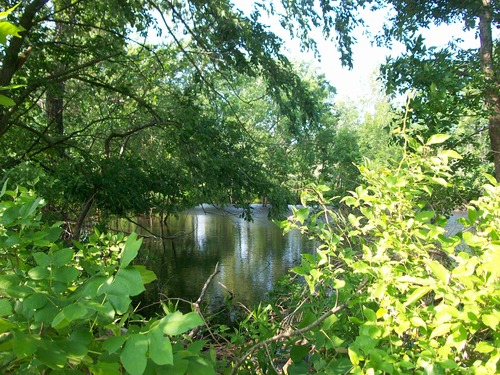 A Lush Landscape in the Platt Historic District