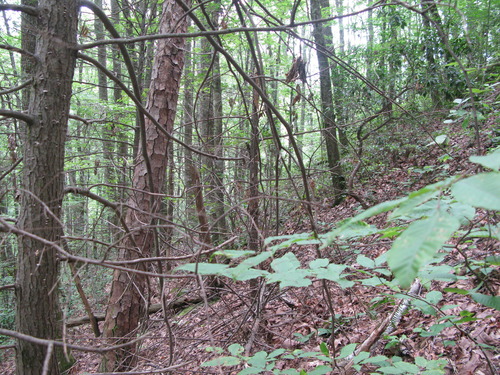 GRSM Accuracy Assessment. Plot Code: GRSM_AA_0099_4