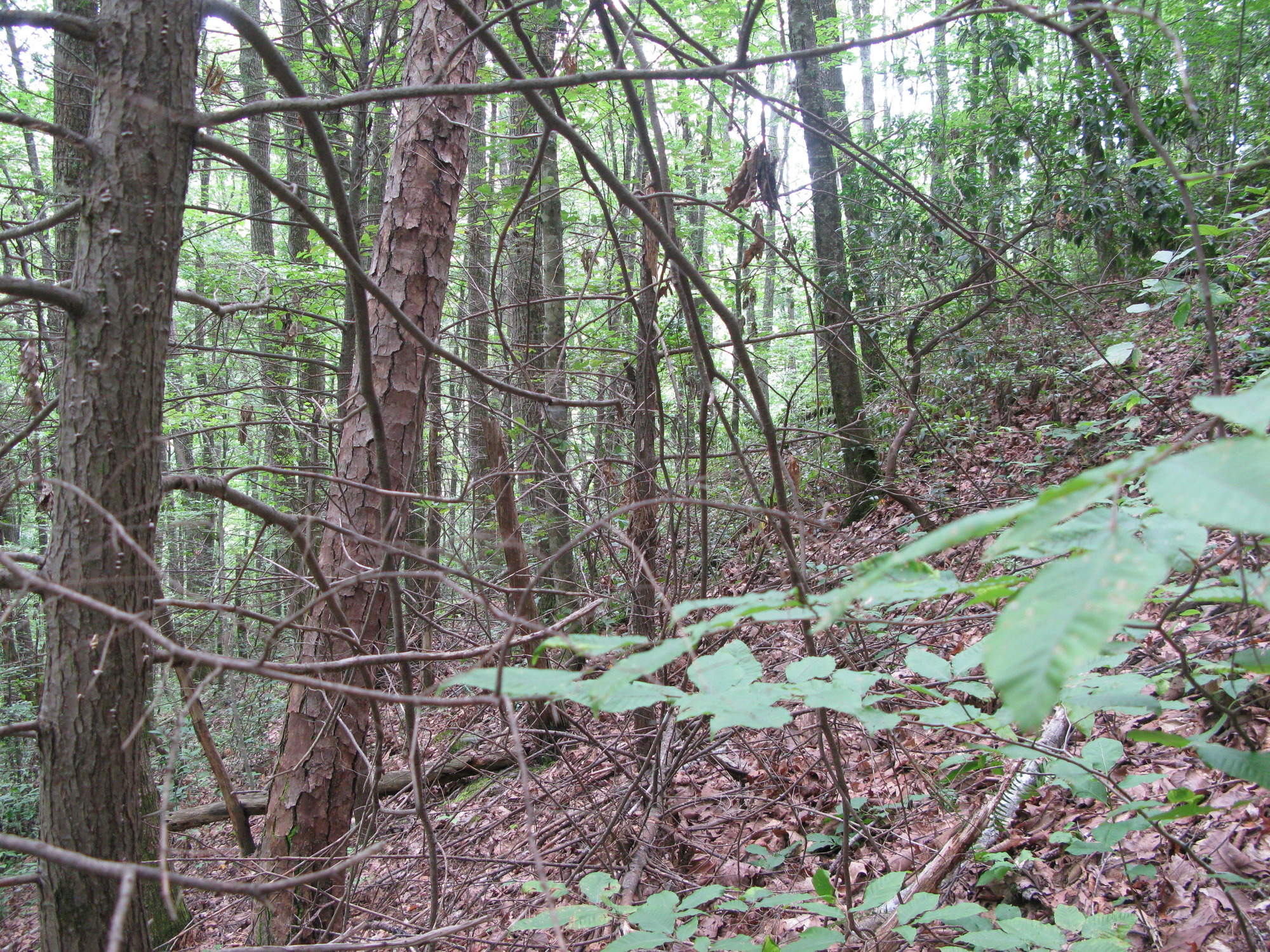 GRSM Accuracy Assessment. Plot Code: GRSM_AA_0099_4