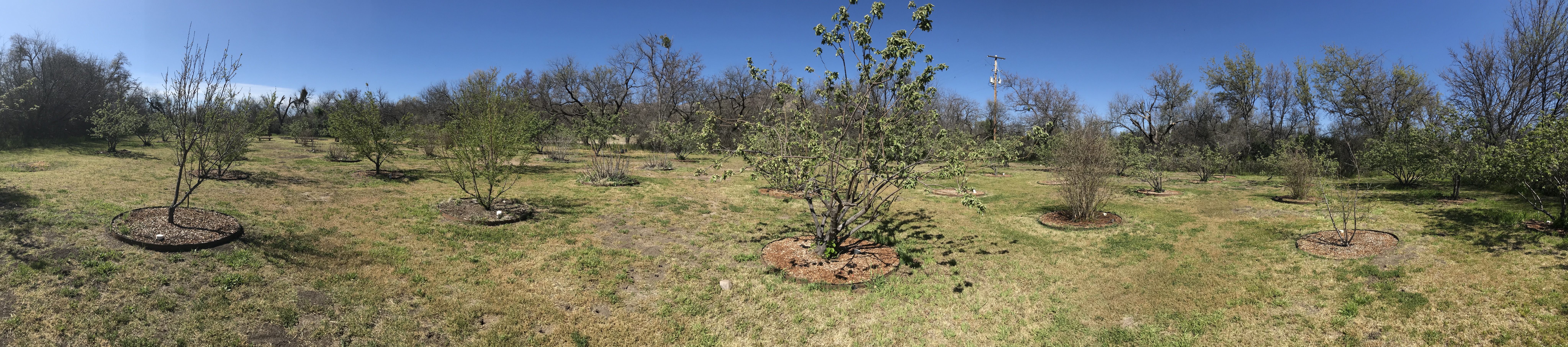 panoramic image of fruit trees including peach, apple, pomegranate