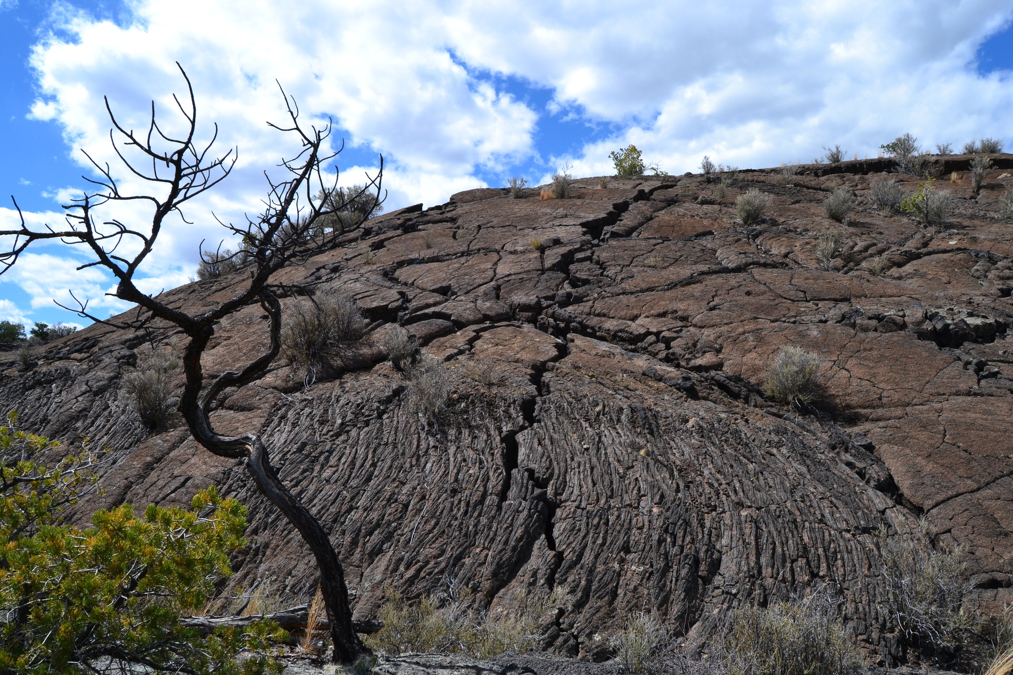 A ridge of reddish black rock towers over a straggly dead tree.  The bottom third of the ridge has vertical lines depicting texture similar to rope.  The rest of the ridge is covered in cracks of varying sizes.  