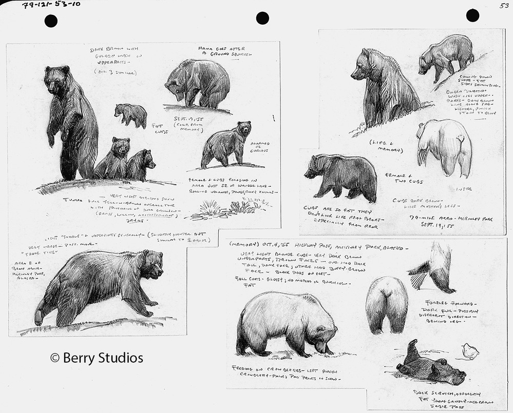 A scanned image of bear sketches in various positions