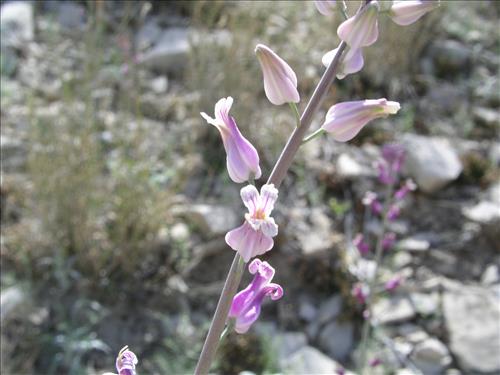 Streptanthus carinatus. Big Bend National Park, Mariscal Mountain. February 2005