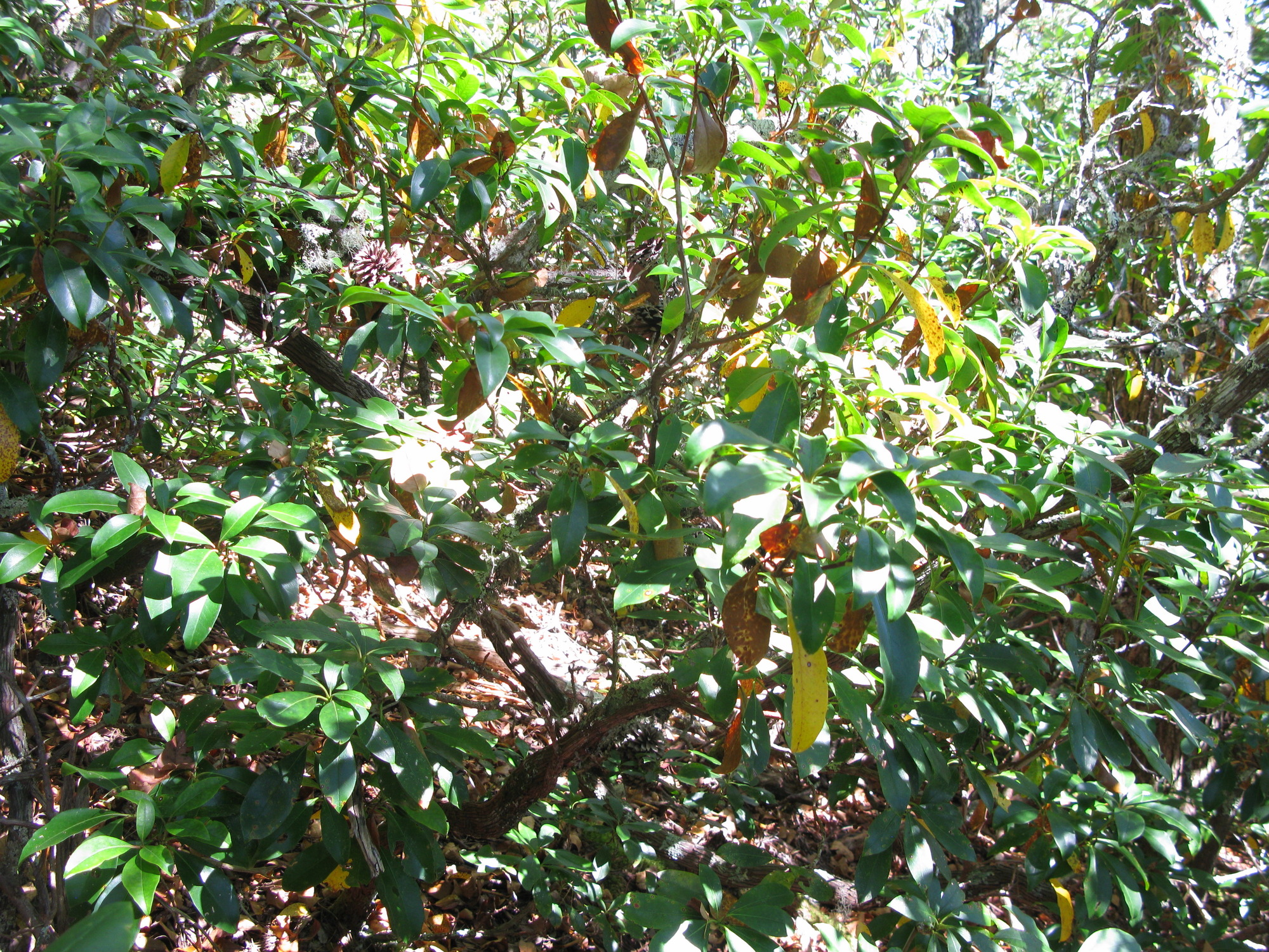 GRSM Accuracy Assessment. Plot Code: GRSM_AA_0324_3