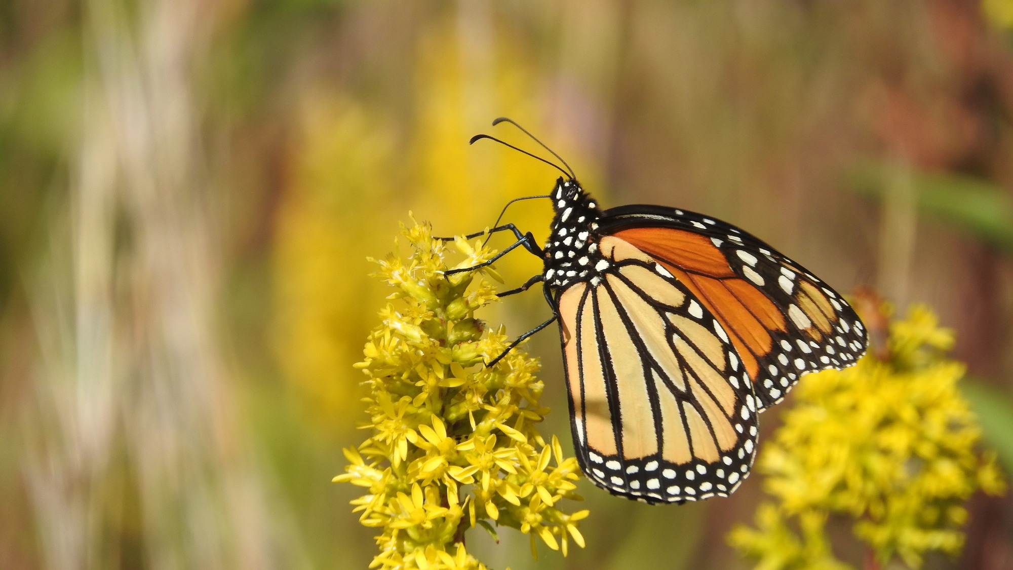 A monarch butterfly sits on top of a cluster of yellow flowers feeding. 