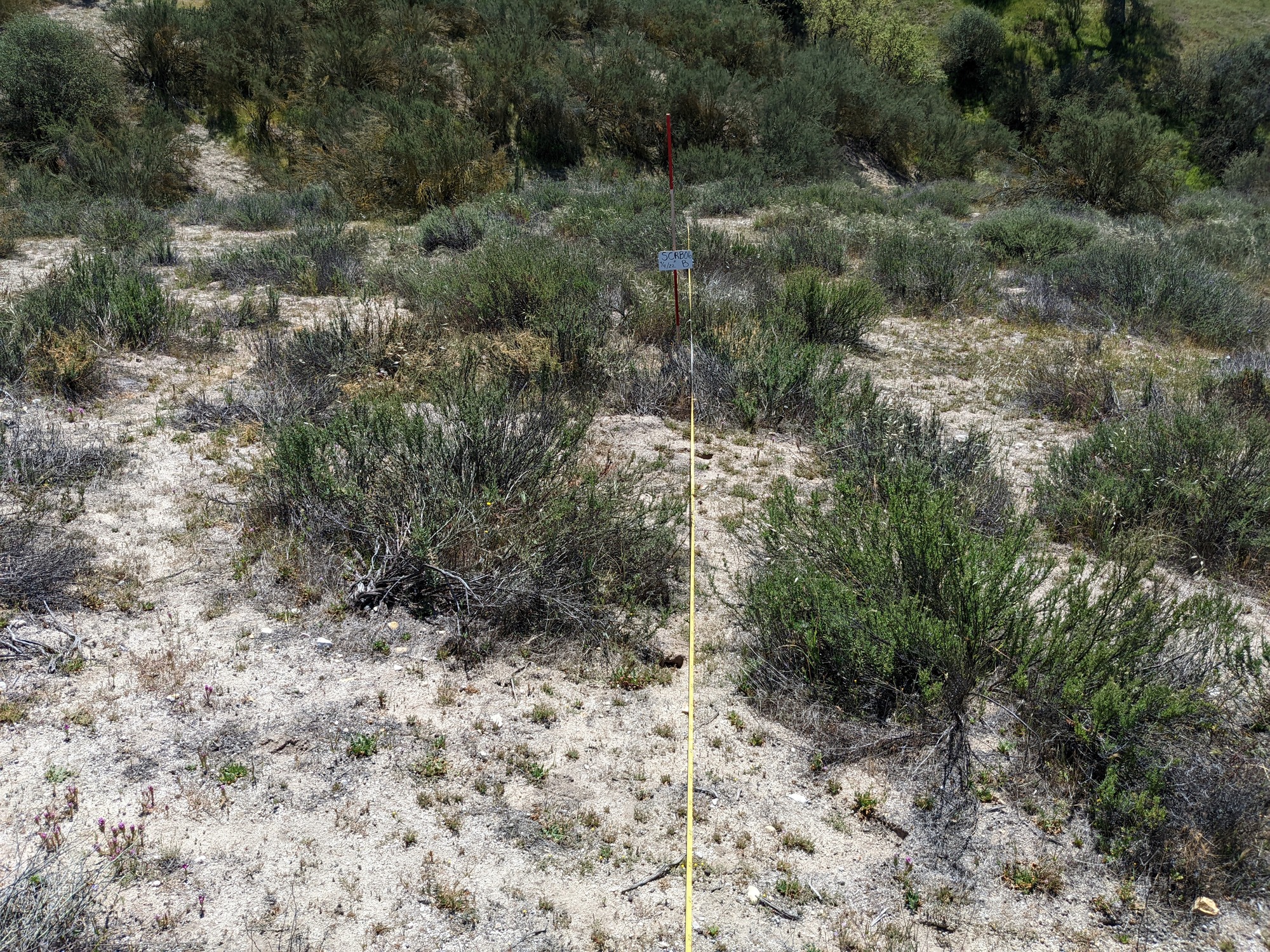Eye-level view from the center point of a plant community monitoring plot
