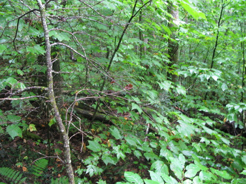 GRSM Accuracy Assessment. Plot Code: GRSM_AA_0124_6