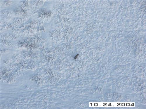 10 Gates of the Arctic National Park and Preserve Koyukuk Moose Survey 2004
