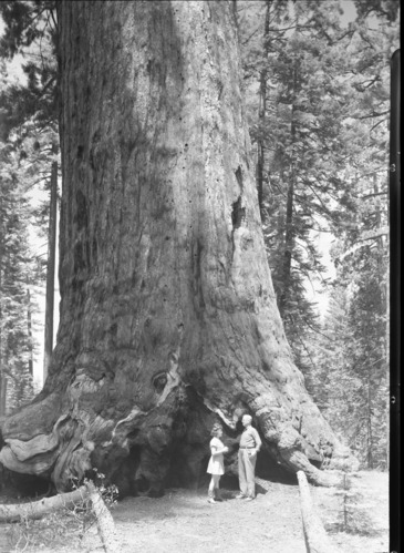 Mr. & Mrs. John Hansen under the Grizzly Giant.