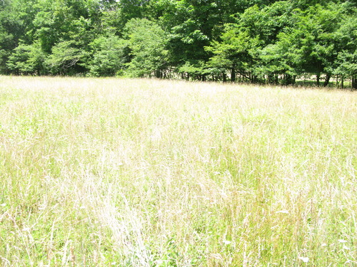 GRSM Accuracy Assessment. Plot Code: GRSM_AA_0774_5