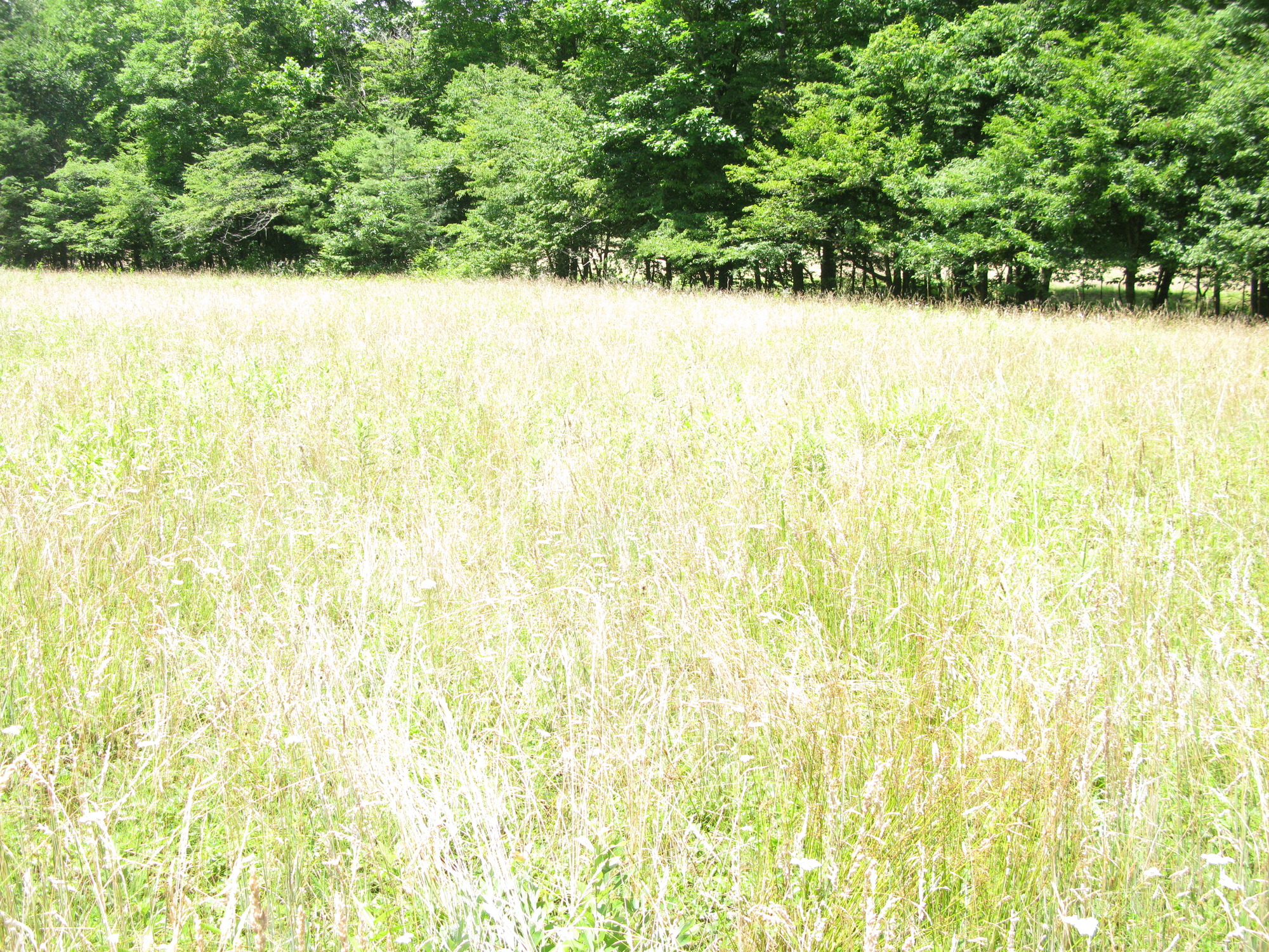 GRSM Accuracy Assessment. Plot Code: GRSM_AA_0774_5