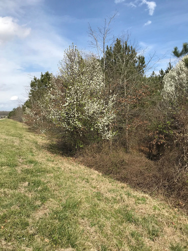 Several white flowering trees along a roadside