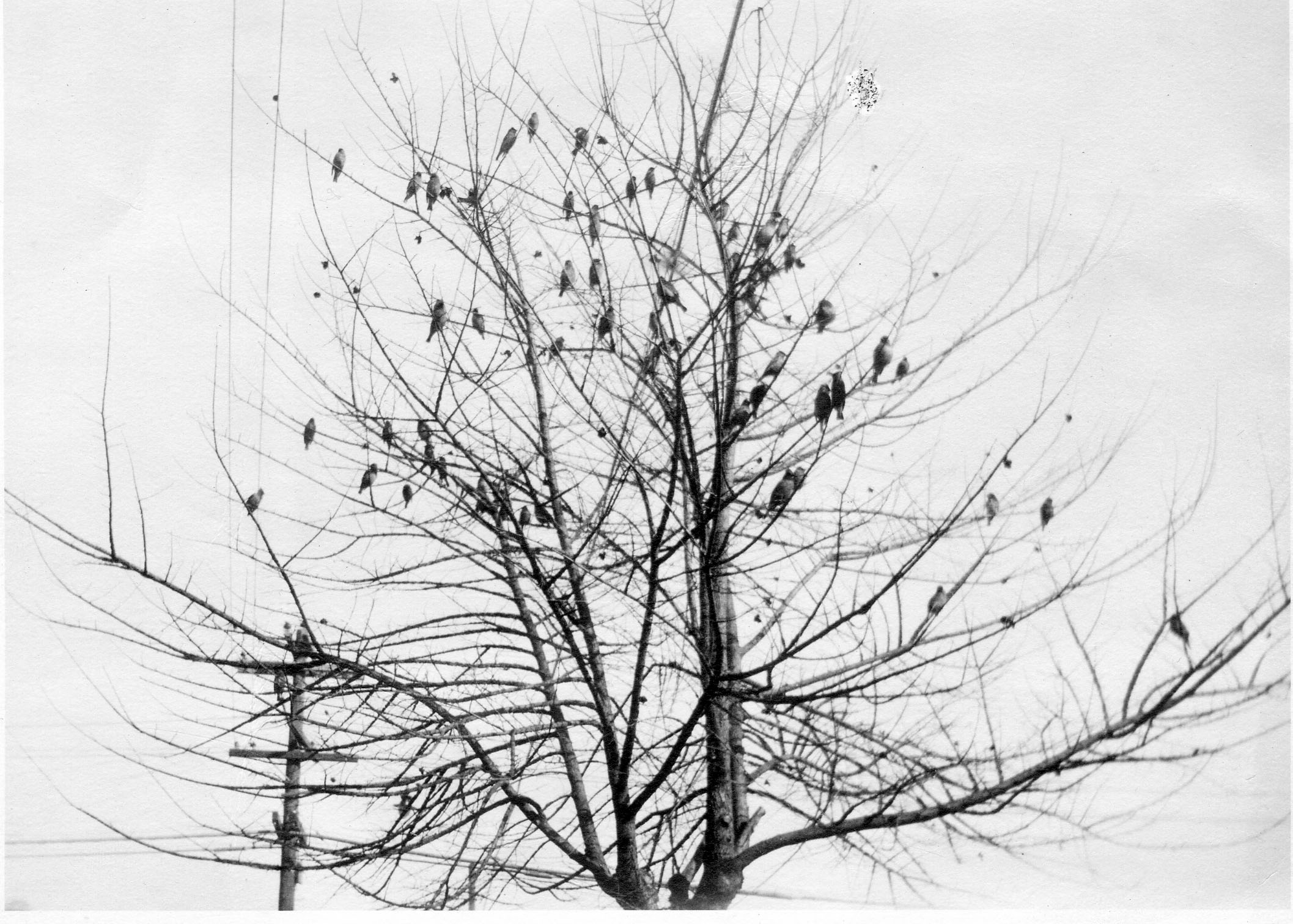 Multiple birds in bare tree