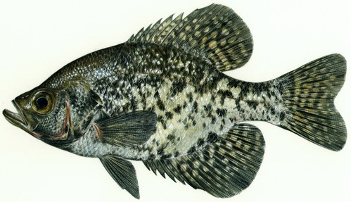 Painting of a black crappie. One of several fish species in Bighorn Lake