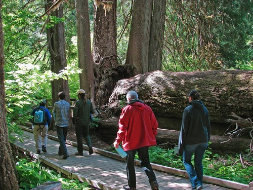A group of people walk along a boardwalk through a forest. 