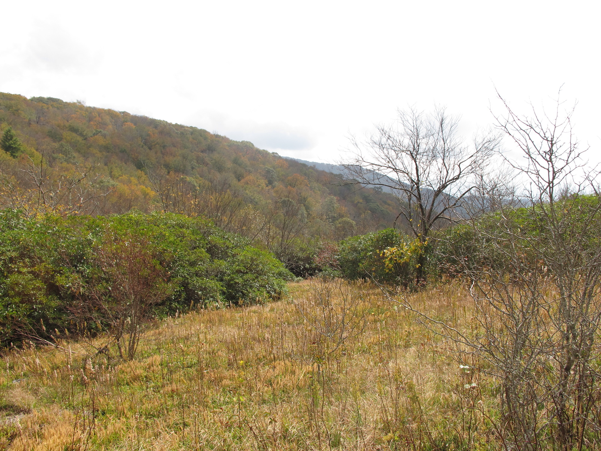 GRSM Accuracy Assessment. Plot Code: GRSM_AA_0005_4