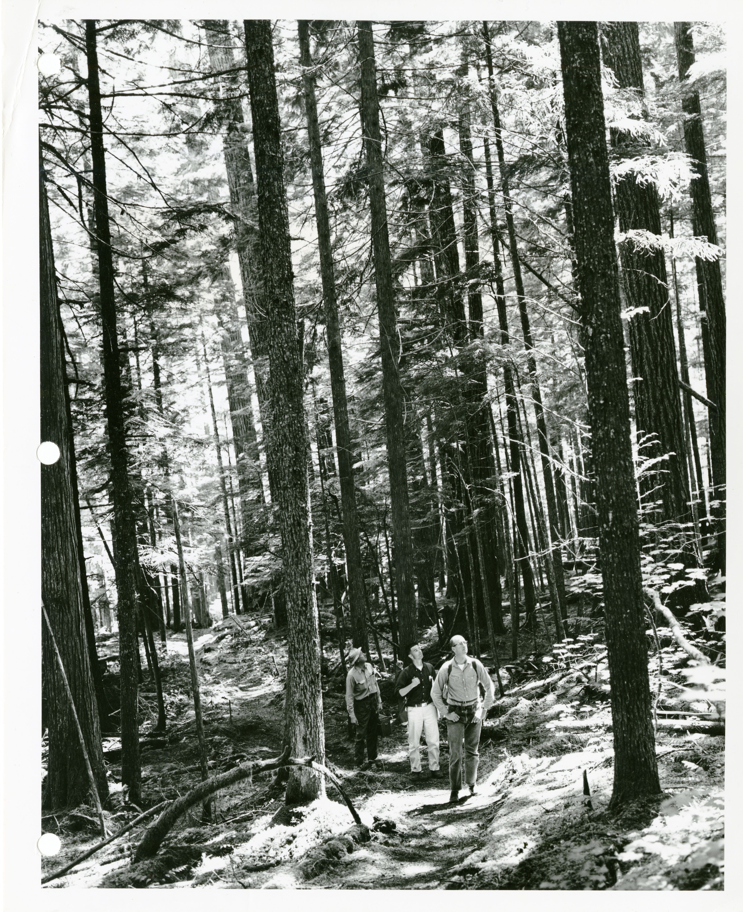 Three men walking on a trail in the woods, looking up into the tree canopy.
