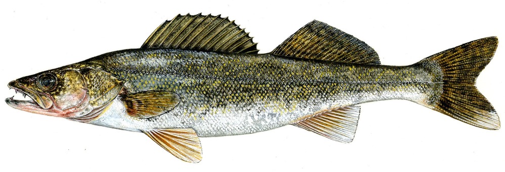 Painting of a walleye. One of several fish species in Bighorn Lake