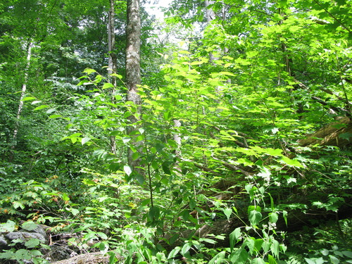 GRSM Accuracy Assessment. Plot Code: GRSM_AA_0850_3