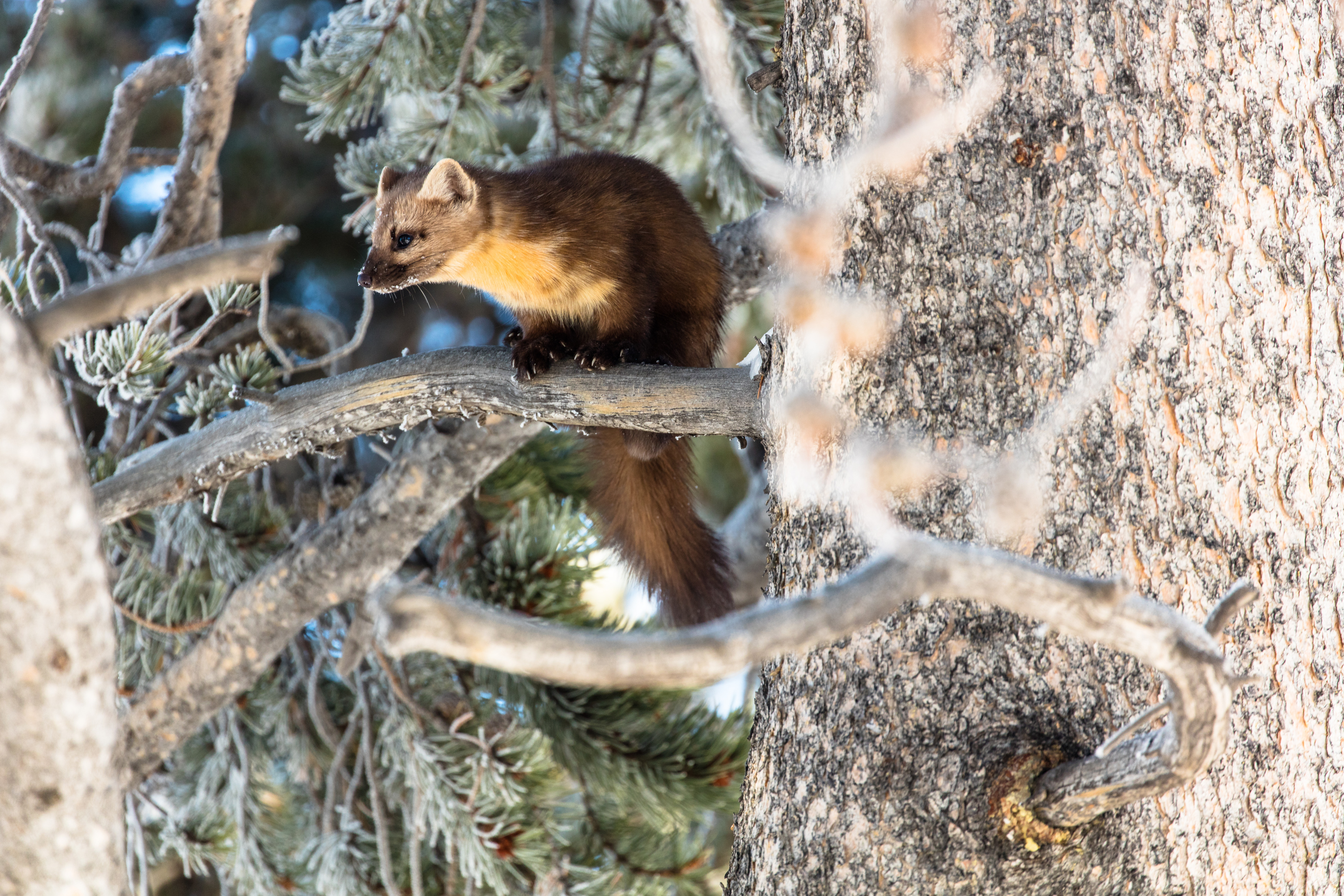 Marten is poised on all fours on a tree branch in a conifer.