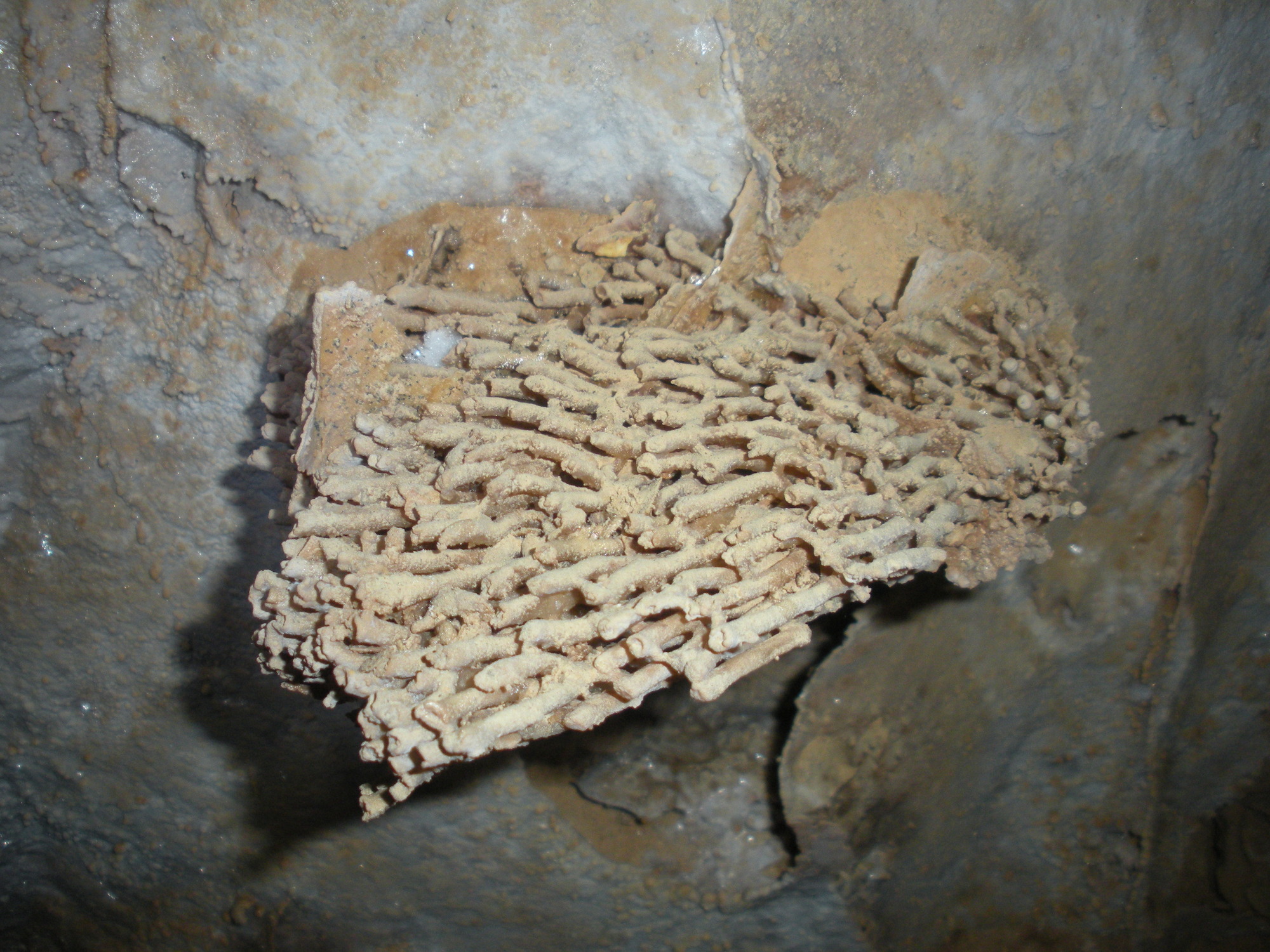 a coral fossil with many tube shaped branches