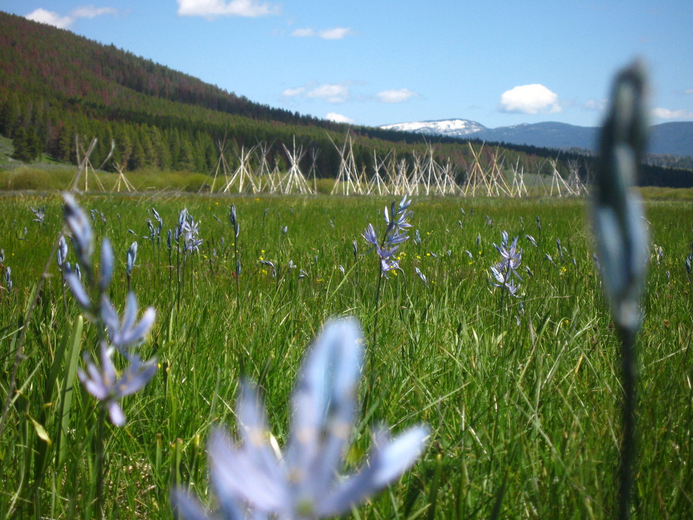 Blue Camas blooming by Nez Perce Encampment