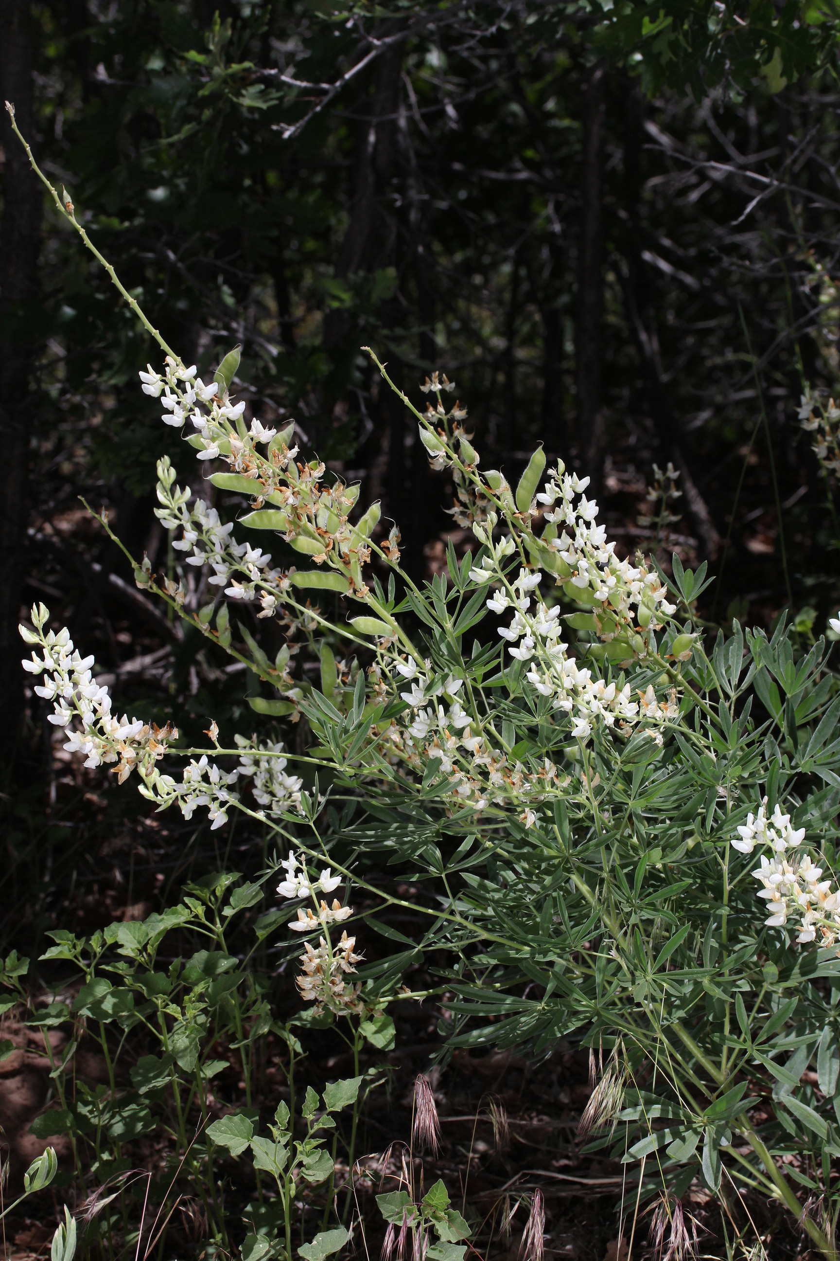 Lupinus sericeus, Sink lupine