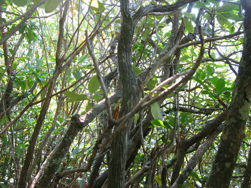 GRSM Accuracy Assessment. Plot Code: GRSM_AA_0859_3