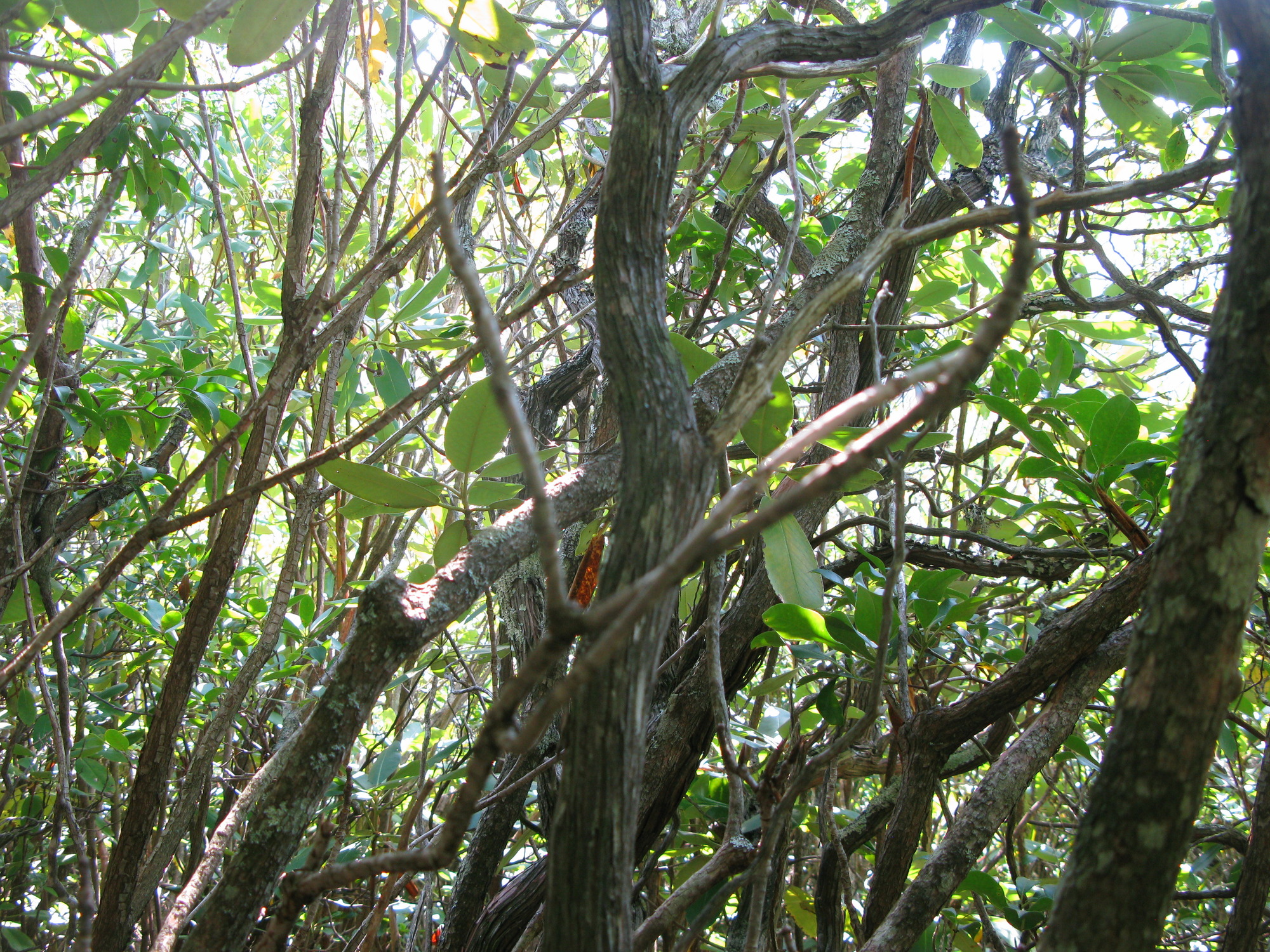 GRSM Accuracy Assessment. Plot Code: GRSM_AA_0859_3