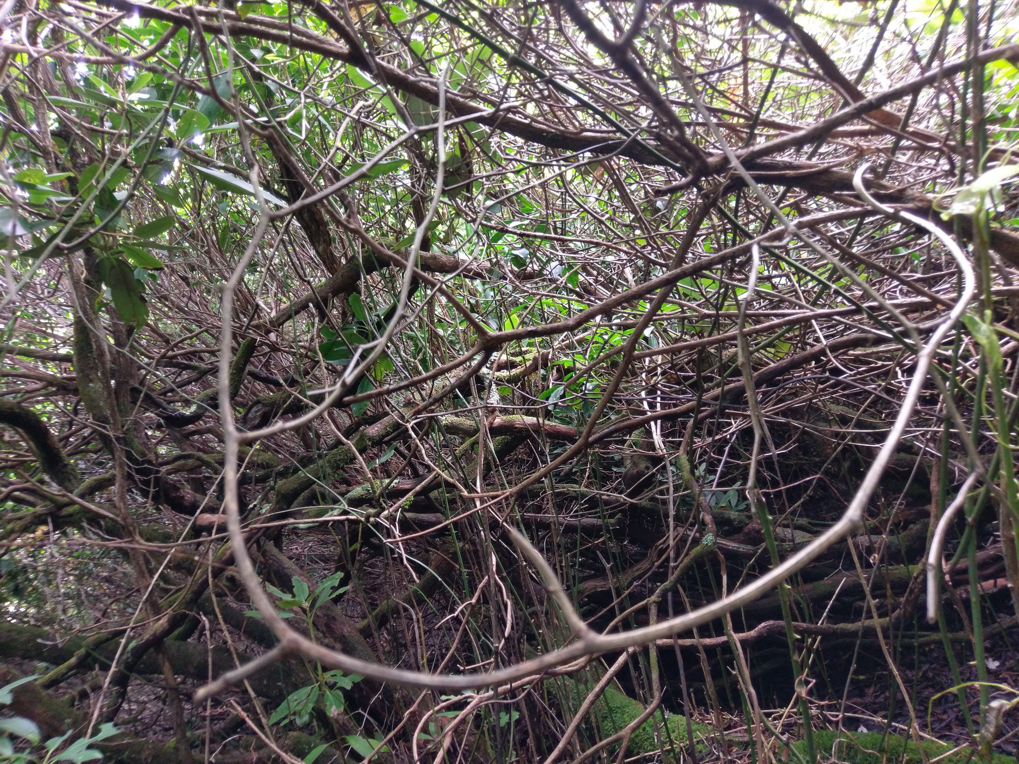 Plot Code: GRSM_AA_0361_4