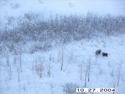 7 Gates of the Arctic National Park and Preserve Koyukuk Moose Survey 2004